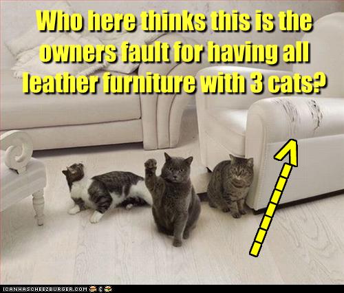 funny-pictures-cats-scratch-your-leather-furniture